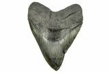 Fossil Megalodon Tooth - Beast From South Carolina #264538-1